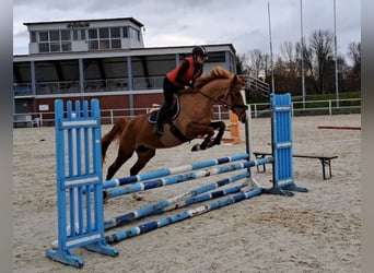 Polish Warmblood, Mare, 4 years, 16,1 hh, Chestnut-Red