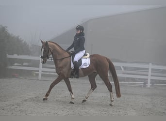 Polish Warmblood, Mare, 4 years, 16,1 hh, Chestnut-Red