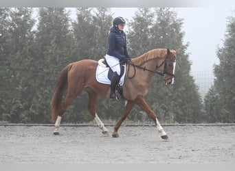 Polish Warmblood, Mare, 4 years, 16,1 hh, Chestnut-Red