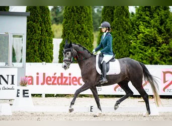 Polish Warmblood, Mare, 4 years, 16.1 hh, Gray-Dark-Tan