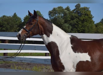 Polish Warmblood, Mare, 4 years, 16,1 hh, Pinto