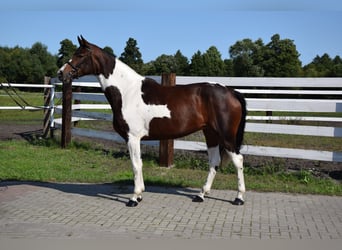 Polish Warmblood, Mare, 4 years, 16,1 hh, Pinto