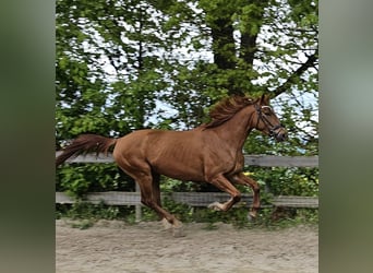 Polish Warmblood, Mare, 4 years, 16.2 hh, Chestnut-Red