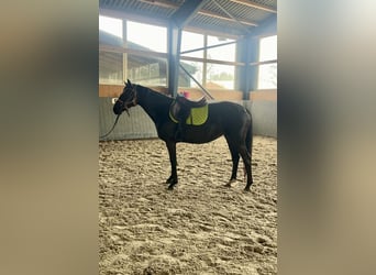 Polish Warmblood, Mare, 4 years, 16 hh, Bay-Dark