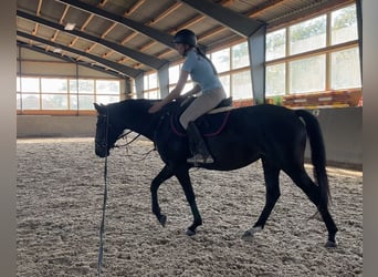 Polish Warmblood, Mare, 4 years, 16 hh, Bay-Dark