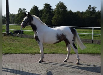 Polish Warmblood, Mare, 4 years, 16 hh, Pinto