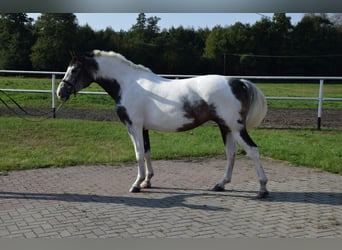 Polish Warmblood, Mare, 4 years, 16 hh, Pinto