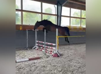 Polish Warmblood, Mare, 4 years, 16,1 hh, Bay-Dark