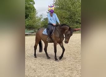 Polish Warmblood, Mare, 4 years, 16,1 hh, Bay-Dark
