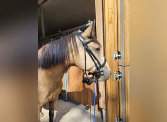 Polish Warmblood, Mare, 5 years, 15,2 hh, Dun