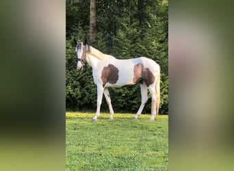 Polish Warmblood Mix, Mare, 5 years, 15 hh, Pinto
