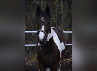 Polish Warmblood, Mare, 5 years, 16,1 hh, Pinto