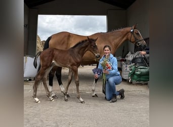 Polish Warmblood, Mare, 5 years, 16 hh, Brown