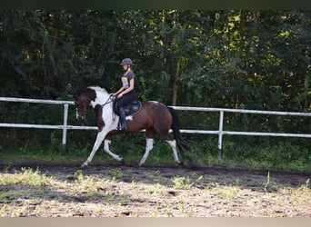 Polish Warmblood, Mare, 5 years, 16,1 hh, Pinto
