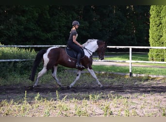 Polish Warmblood, Mare, 5 years, 16,1 hh, Pinto