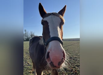 Polish Warmblood Mix, Mare, 6 years, 15.1 hh, Roan-Red