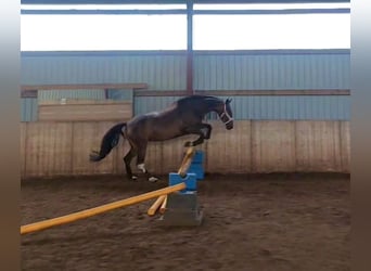 Polish Warmblood, Mare, 6 years, 15,2 hh, Bay-Dark