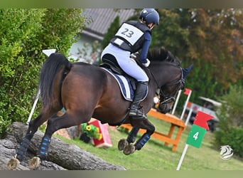 Polish Warmblood, Mare, 6 years, 15,2 hh, Brown