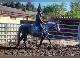 Polnisches Warmblut, Stute, 6 Jahre, 15,2 hh, Apfelschimmel