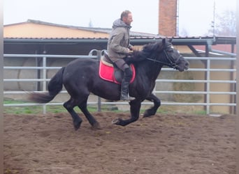 Polish Warmblood Mix, Mare, 6 years, 15 hh, Black