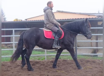 Polish Warmblood Mix, Mare, 6 years, 15 hh, Black