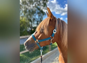 Polish Warmblood, Mare, 7 years, 15,1 hh, Chestnut-Red