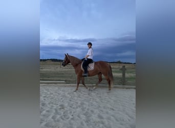 Polish Warmblood, Mare, 7 years, 15,1 hh, Chestnut-Red