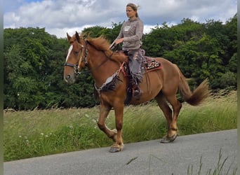 Polish Warmblood, Mare, 7 years, 15.3 hh, Chestnut-Red