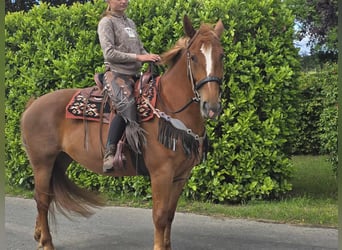 Polish Warmblood, Mare, 7 years, 15.3 hh, Chestnut-Red