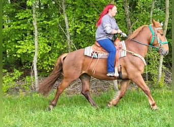 Polish Warmblood, Mare, 7 years, 15.3 hh, Chestnut-Red