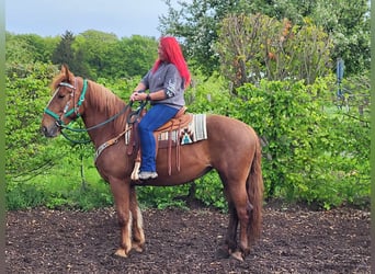 Polish Warmblood, Mare, 7 years, 15.3 hh, Chestnut-Red