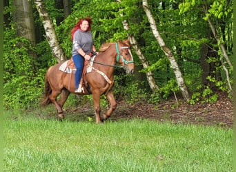 Polish Warmblood, Mare, 7 years, 15.3 hh, Chestnut-Red