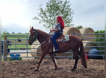 Polish Warmblood, Mare, 7 years, 15.3 hh, Chestnut-Red