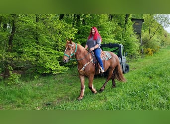 Polish Warmblood, Mare, 7 years, 15.3 hh, Chestnut-Red