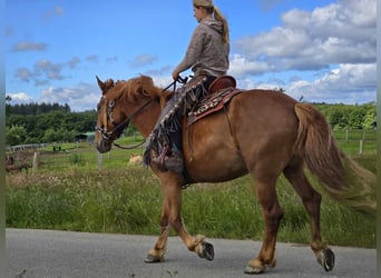 Polish Warmblood, Mare, 7 years, 15.3 hh, Chestnut-Red