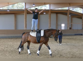 Polish Warmblood, Mare, 7 years, 16,1 hh, Brown