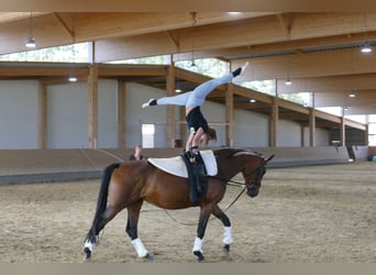 Polish Warmblood, Mare, 7 years, 16,1 hh, Brown