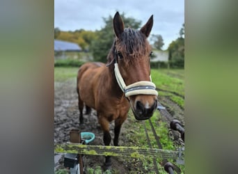 Polish Warmblood, Mare, 7 years, 16,2 hh, Brown