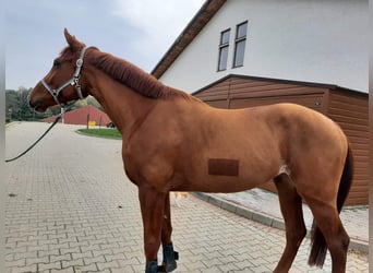 Polish Warmblood, Mare, 8 years, 16.1 hh, Chestnut-Red