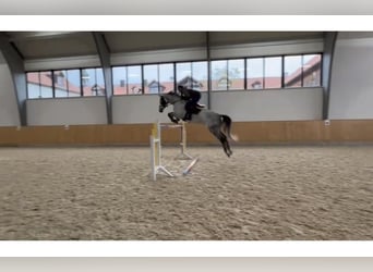 Polish Warmblood, Mare, 8 years, 16,1 hh, Gray