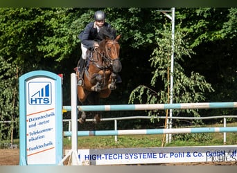 Polish Warmblood, Mare, 8 years, 16 hh, Brown