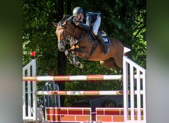Polish Warmblood, Mare, 8 years, 16 hh, Brown