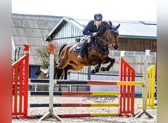 Polish Warmblood, Mare, 8 years, 16 hh, Brown