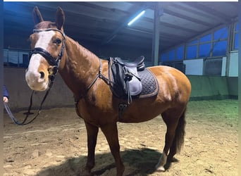 Polish Warmblood, Mare, 8 years, 16 hh, Chestnut-Red