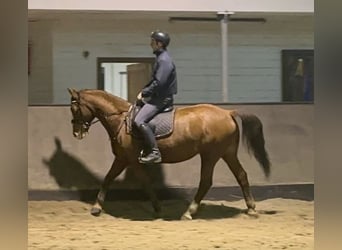 Polish Warmblood, Mare, 8 years, 16 hh, Chestnut-Red