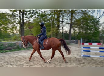 Polish Warmblood, Mare, 8 years, 16 hh, Chestnut-Red