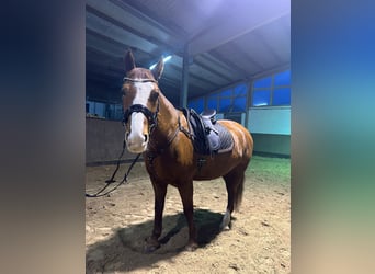 Polish Warmblood, Mare, 8 years, 16 hh, Chestnut-Red