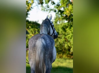 Polish Warmblood, Mare, 8 years, 16,2 hh, Gray