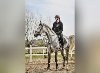 Polish Warmblood, Mare, 8 years, 17 hh, Gray