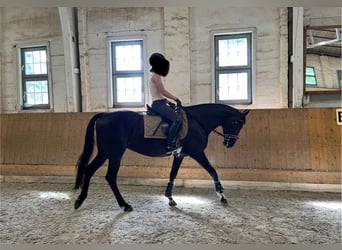 Polish Warmblood, Mare, 9 years, 16 hh, Black